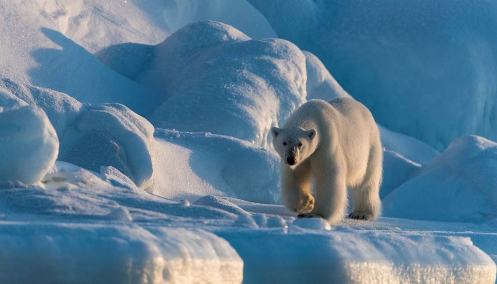 Spitsbergen – Expedition Arctic & Polar Bears